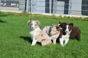 Border collie pups 💖💖💖 beschikbaar voor biedingen