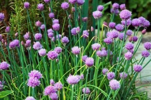 Bieslook, Tuin en Terras, Planten | Tuinplanten, Ophalen