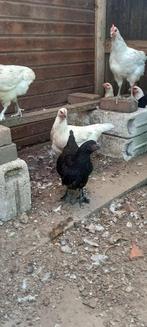 Leghennetjes eigen kweek, Dieren en Toebehoren, Vrouwelijk, Kip