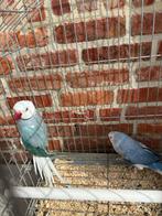 Halsbandparkieten witkop witstaart kweekkoppel, Dieren en Toebehoren, Vogels | Parkieten en Papegaaien, Meerdere dieren, Parkiet