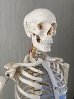 Anatomie Skelet, Diversen, Ophalen, Nieuw