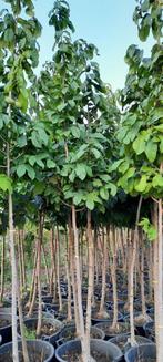 Pawpaw hoogstam,paw paw, asimina triloba,  fruitbomen, Ophalen