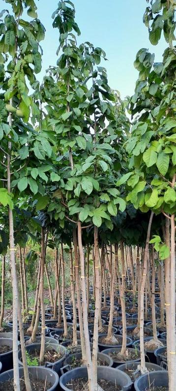 Pawpaw hoogstam,paw paw, asimina triloba,  fruitbomen beschikbaar voor biedingen