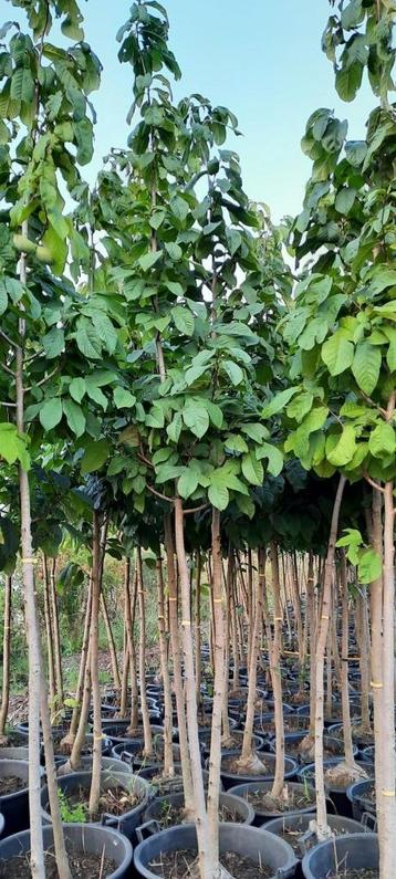 Pawpaw hoogstam,paw paw, asimina triloba,  fruitbomen