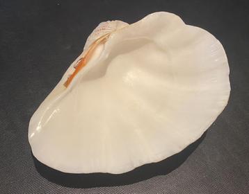 Grote witte schelp (33 x 26 cm)
