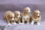 prachtige toller pups, beide ouders zijn hier aanwezig, België, Overige rassen, CDV (hondenziekte), 8 tot 15 weken