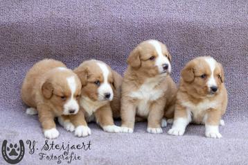 prachtige toller pups, beide ouders zijn hier aanwezig beschikbaar voor biedingen