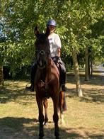 Allround sportpaard, Dieren en Toebehoren, Ruin