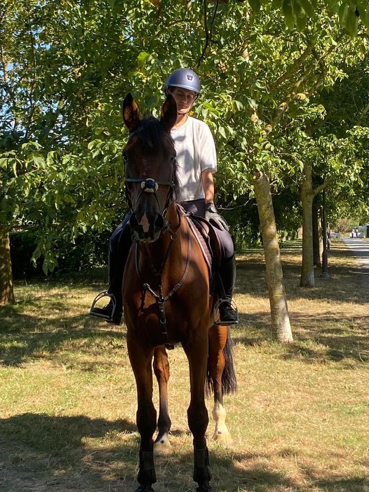 Allround sportpaard, Dieren en Toebehoren, Paarden, Ruin
