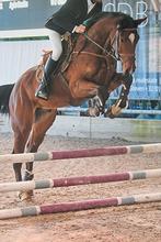 5 jarige springpaard ruin met talent te koop!, Dieren en Toebehoren, Ruin, Springpaard