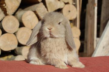 zeer lieve en aanhankelijke nhd konijntjes  beschikbaar voor biedingen