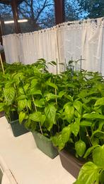 Groente planten te koop, Tuin en Terras, Planten | Tuinplanten, Ophalen