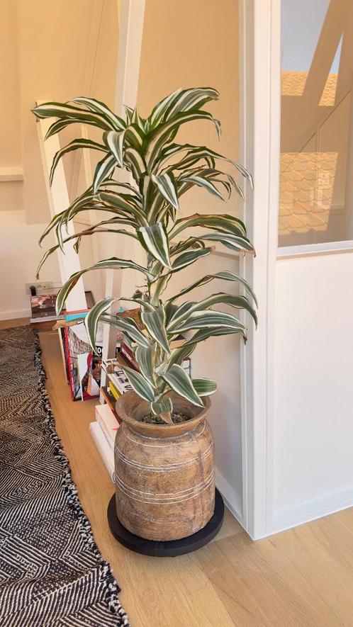 kamerplant - Dracaena Reflexa, Maison & Meubles, Plantes d'intérieur, Autres espèces, Moins de 100 cm, Plante verte, Ombre partielle