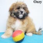 Prachtige Lhasa Apso "Ozzy" pup te koop, Dieren en Toebehoren, België, 15 weken tot 1 jaar, CDV (hondenziekte), Eén hond