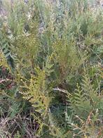 Conifeer Thuja atrovirens, Tuin en Terras, Verzenden, Conifeer, Haag, Minder dan 100 cm