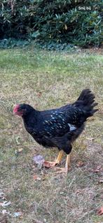 Barneveld Haan, Dieren en Toebehoren, Pluimvee, Kip