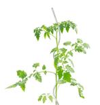 Spiralen voor tomaten, klimplanten enz., Tuin en Terras, Ophalen, Gebruikt
