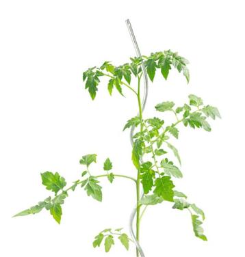 Spiralen voor tomaten, klimplanten enz. beschikbaar voor biedingen