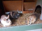 Dwergkonijnen, Dieren en Toebehoren, Konijnen, Meerdere dieren, Dwerg