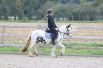 Verschillende leuke en brave ponys, Dieren en Toebehoren, Pony's