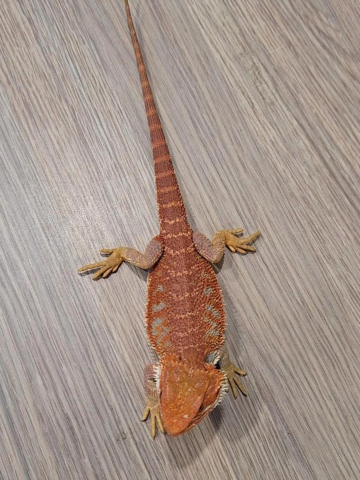 baardagamen 'extreme red blue bar', Dieren en Toebehoren, Reptielen en Amfibieën, Hagedis, 0 tot 2 jaar