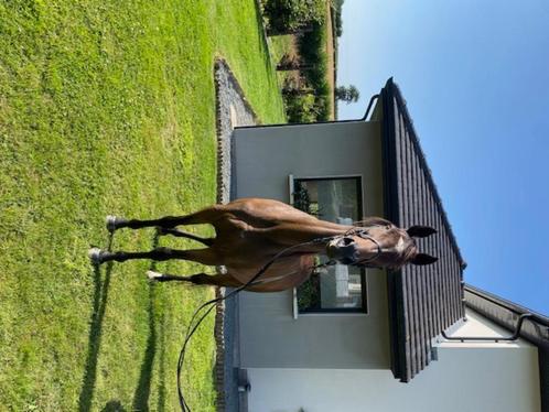 Super merrie voor vrije tijd, Dieren en Toebehoren, Paarden, Merrie, L, 160 tot 165 cm, 11 jaar of ouder, Recreatiepaard, Met stamboom