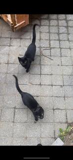 Om te geven - 3 katten van 5 maanden oud, Dieren en Toebehoren, Kater, Kortharig, 0 tot 2 jaar