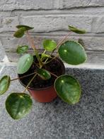 Biologische Pannenkoeken Planten, Volledige schaduw, Overige soorten, Ophalen of Verzenden, In pot