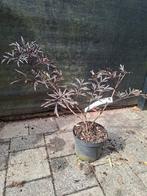 Sambucus nigra / zwarte vlier, Ophalen
