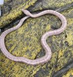 Korenslang 1 jaar oud (soort: Hypo Pewter) laatste dier!, Serpent, 0 à 2 ans