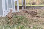 Jonge (rode) goudfazanten, Dieren en Toebehoren, Meerdere dieren, Overige soorten
