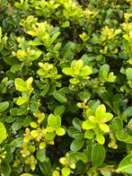 Ilex crenata green hedge  15 lm, Enlèvement