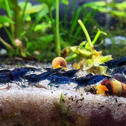 Blauwe Neocaridina garnalen te koop, Dieren en Toebehoren, Vissen | Aquariumvissen