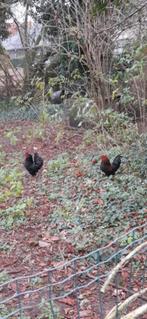 2 haantjes, Dieren en Toebehoren, Pluimvee, Mannelijk, Kip