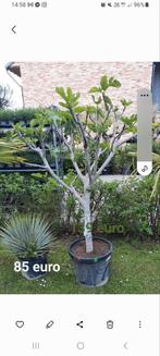 Vijgenbomen!, Tuin en Terras, Planten | Bomen, Ophalen of Verzenden