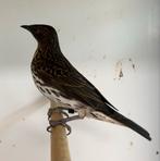 1-1 amethist spreeuw ( in nl ), Meerdere dieren, Tropenvogel, Geringd