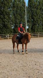 Pony ruiter gezocht regio Ieper