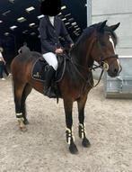 Allround paardje te koop, Dieren en Toebehoren, E pony (1.48m - 1.57m), Met stamboom, Ruin, Springpony