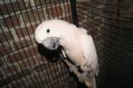 molukkenkaketoe, Dieren en Toebehoren, Pratend