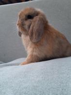 Minilop rammetje, Dieren en Toebehoren, Konijnen, Mannelijk, Dwerg, Hangoor, 0 tot 2 jaar