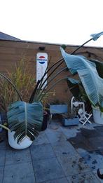 Strelitzia - paradijsvogelplant, Tuin en Terras, Ophalen