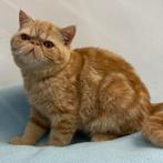 Exotic Shorthair  - Belgische kittens te koop, Dieren en Toebehoren, Meerdere dieren, Gechipt, 0 tot 2 jaar