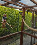 3 Rosella Jongen, Dieren en Toebehoren, Geringd