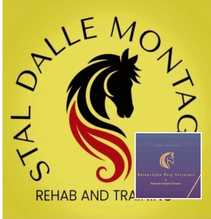 Training op maat van het paard. In rijden van jonge paarden, Animaux & Accessoires, Chevaux