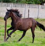 PRE jaarling merrie, Dieren en Toebehoren, Paarden, Merrie, Minder dan 160 cm, Gechipt, Niet van toepassing