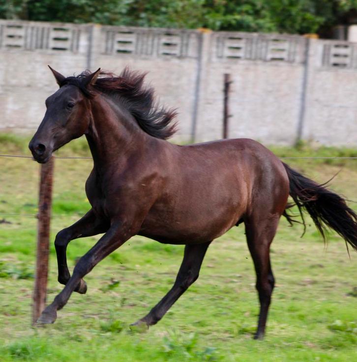 PRE jaarling merrie, Dieren en Toebehoren, Paarden, Merrie, Niet van toepassing, Minder dan 160 cm, 0 tot 2 jaar, Met stamboom