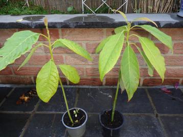 avocatier - jeune plant : de 18 cm à 50 cm (au choix) beschikbaar voor biedingen