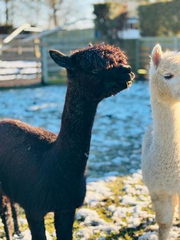 Drachtige alpaca merrie  beschikbaar voor biedingen
