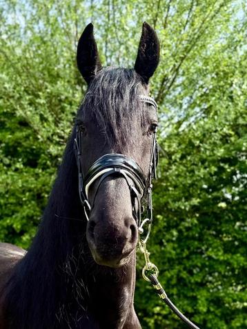 Prachtige 4 jaarse friese merrie met stamboek beschikbaar voor biedingen