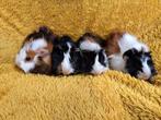 Jonge cavia's borstelhaar te koop, Dieren en Toebehoren, Knaagdieren, Cavia, Meerdere dieren, Tam, September